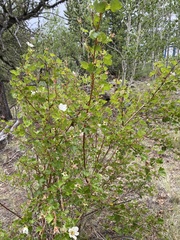 Rubus deliciosus