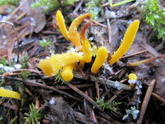 Calocera viscosa