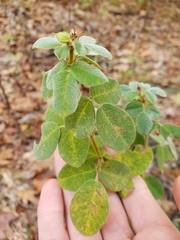 Lespedeza hirta