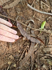 Anadenanthera colubrina