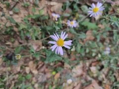 Aster indicus