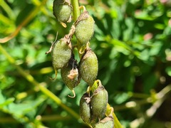 Astragalus brachytropis