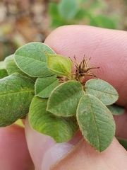 Lespedeza hirta