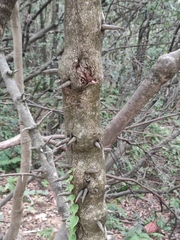 Photinia bodinieri