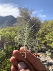 Elymus multisetus