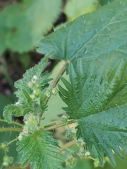Urtica pilulifera