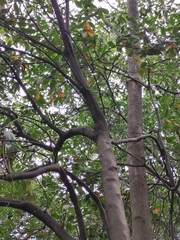 Rhododendron latoucheae