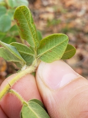 Lespedeza hirta