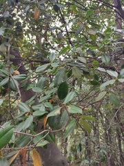 Rhododendron latoucheae