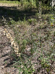 Pterocaulon virgatum