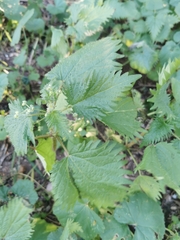 Urtica pilulifera