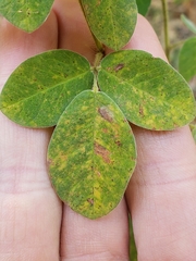 Lespedeza hirta