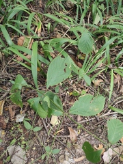 Achyranthes bidentata