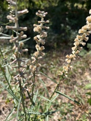 Pterocaulon virgatum