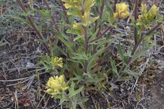 Castilleja lutescens