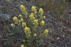 Castilleja lutescens