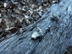 Auricularia angiospermarum