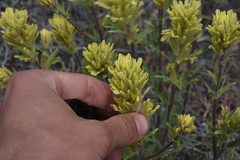 Castilleja lutescens
