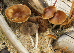 Psilocybe