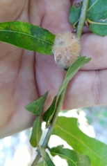 Neuroterus laurifoliae