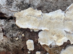 Steccherinum ochraceum