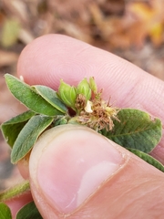 Lespedeza hirta
