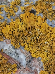 Xanthoria