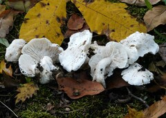 Tricholoma columbetta