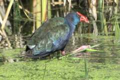 Porphyrio madagascariensis