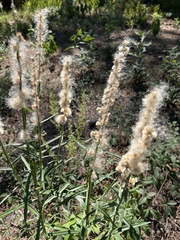 Pterocaulon virgatum