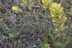 Castilleja lutescens