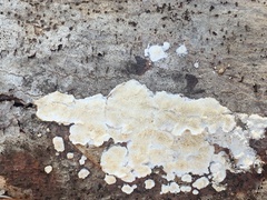 Steccherinum ochraceum