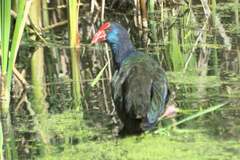 Porphyrio madagascariensis