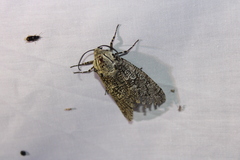 Prionoxystus robiniae