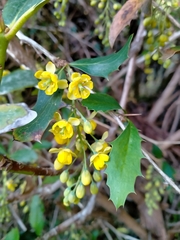 Berberis glaucocarpa
