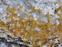 Xanthoria