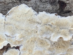 Steccherinum ochraceum