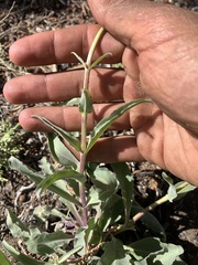 Penstemon eatonii