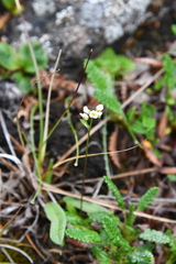 Draba pilosa