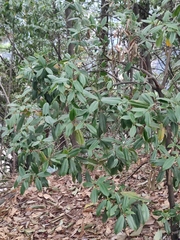 Rhododendron latoucheae