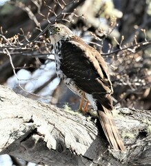 Accipiter chilensis