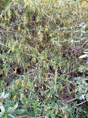 Berberis glaucocarpa