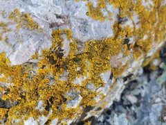 Xanthoria