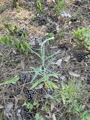 Pterocaulon virgatum