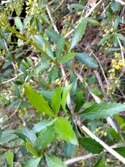 Berberis glaucocarpa