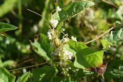 Cuscuta indecora