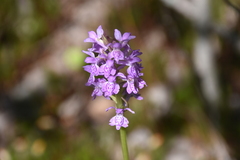 Dactylorhiza majalis baltica