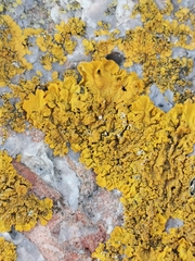 Xanthoria