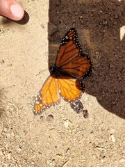 Danaus erippus