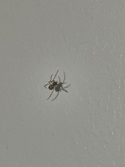 Parasteatoda tepidariorum